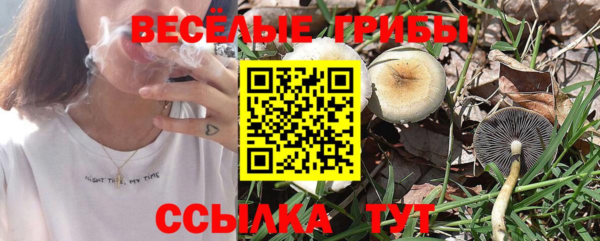 Псилоцибиновые грибы мицелий Пушкино
